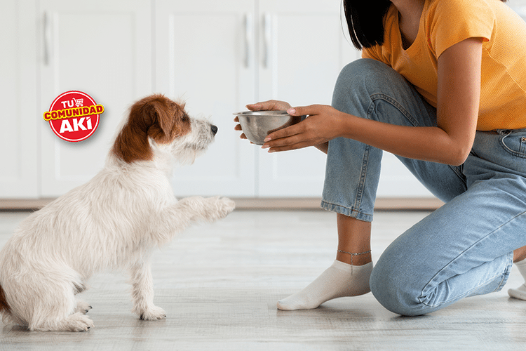 Las Mejores Recetas de Comida Casera para Mascotas